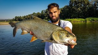Topwater ASP fishing - river Sava