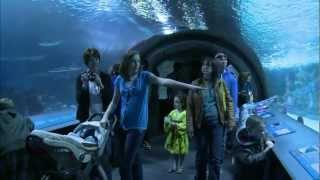 Newport Aquarium