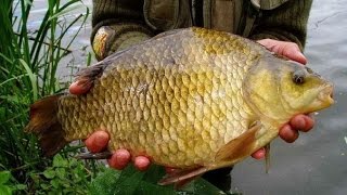 Ловля карася на камыш (Рыбалка без понтов)
