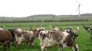 Acorn Dairy Cows Enjoy Turnout 2014- a happy herd!