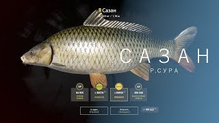 РУССКАЯ РЫБАЛКА 4 | RF4 - САЗАН, Р.СУРА