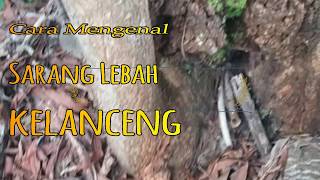 Cara Mencari Sarang lebah Klanceng