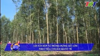 Lợi ích kép từ trồng rừng gỗ lớn theo tiêu chuẩn quốc tế