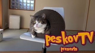 Смешные кошки #7. Домик для кота.