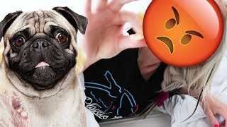 DOGS DESTROYED OUR BEDROOM!