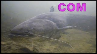 Поклевка СОМА на нарезку рыбы. Подводная Съемка. рыбалка. fishing. Квок, Ловля сома на квок
