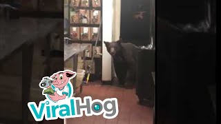 Bear Walks into Kitchen || ViralHog