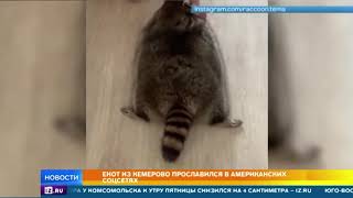 Пухлый енот из Кемерово стал звездой интернета