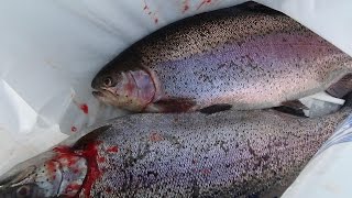 Майнская ГЭС или как мы ездили на форелевую ферму