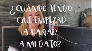 PELUQUERÍA FELINA. Debemos bañar o cortar el pelo a los gatos? Todas las respuestas