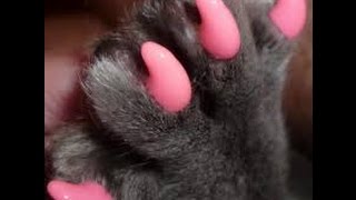 Удаление когтей у кошек_Семья кошек