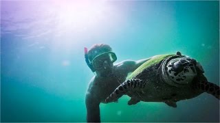 DIVING WITH TURTLES
