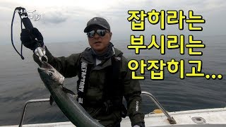 부시리 잡으러 왔는데 삼치가 자꾸 낚싯줄을 끊고... #부시리낚시채비 #복사초 [어영차바다야]