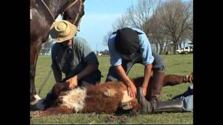 Castrating a calf in the Estancia - Tour to San Antonio de Areco, gauchos tradition and Estancia
