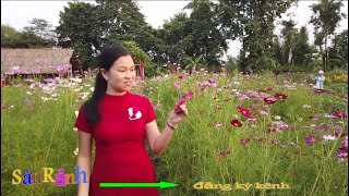 SÁU RẢNH KHÁM PHÁ CÁNH ĐỒNG HOA NHỊ BÌNH HÓC MÔN