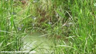 Gudavi Bird Sanctuary, Soraba Karnataka