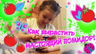 Помидор Своими руками – Рассада | Семейный Мастер-класс Для детей | Поделки и Творчество Для девочек