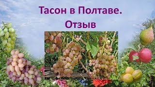 Виноград 2018  Виноград Тасон  Отзыв о винограде