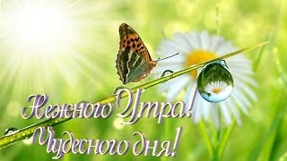 С Добрым Утром ?Красивое Пожелание с Добрым Утром. Нежного Утра! Чудесного дня!