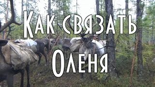КАСТРАЦИЯ ОЛЕНЕЙ, подготовка оленя к кастрации, Эксклюзивная съемка, 18+