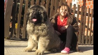 JOZO DOG - GRIZLI 2 . Puppies 2 months old - Caucasian Shepherd