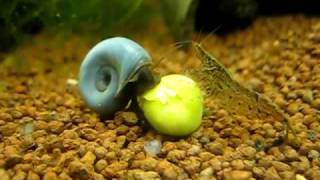 Blaue Posthornschnecke frisst Erbse _ blue ramshorn snail _ Planorbella duryi