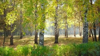 Мастер класс живопись пейзаж маслом. Живопись урок для начинающих ★ Валерий Рыбаков ★