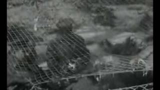Военная хроника 1941-1945