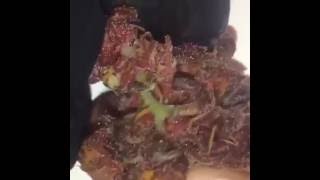 Cogollo de marihuana pink resina. AUTOCULTIVO MARIHUANA