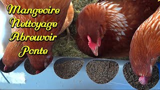 Construire 1 poulailler 4/6. Nettoyage, ponte, abreuvoir, mangeoire.