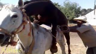 развъждане кон и обучение кон чифтосване // avl hest og trening hest parring