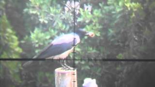 Diana P 1000 crow hunting 62m