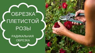 Обрезка петлистой розы. Радикальная обрезка.