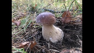 Грибы в октябре. Невероятный и красивый урожай белых, подберёзовиков и подосиновиков!
