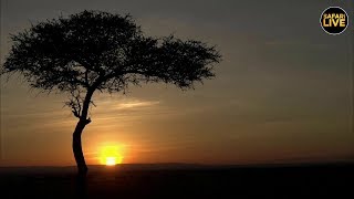 safariLIVE - Sunrise Safari - April 07, 2019