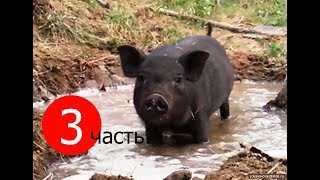 Вьетнамские свиньи. Выгул, купание и новый опорос.
