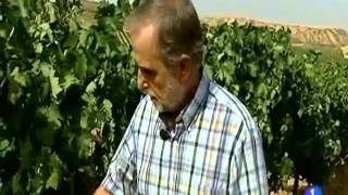 El envero en la Ribera del Duero y Rioja