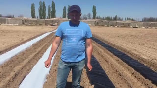 Посадка земляники. Закладка новых  плантаций клубники. Виды пленки.