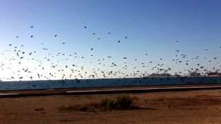 Rocky Point, Sonora México. El vuelo de aves. Pelicanos & gaviotas