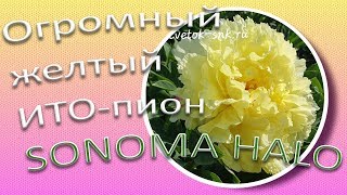 SONOMA HALO - огромный желтый ИТО-пион / Сад Ворошиловой