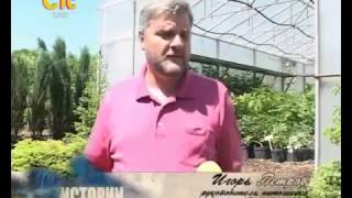 СТС Курск  о Курском Питомнике растений Евросад7,  7 июня 2013