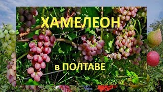 Виноград 2018  Виноград Хамелеон  Отзыв о винограде