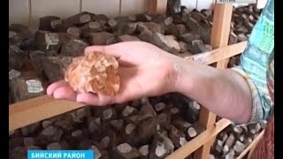 В Солонешенском районе Алтайского края найдена золотоносная руда
