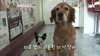 20131124 TV동물농장 (다시보기) #2(10)