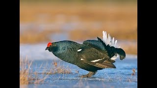 Косачи с лунок и зайцы. Такой охоты у меня еще не было.