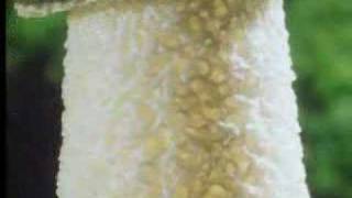 Wow! Fungi plant growth - The Private Life of Plants - David Attenborough - BBC wildlife