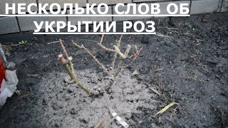 Укрытие роз ( несколько слов)