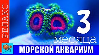 Морской  аквариум. 3 месяца от запуска. Нано 70л.