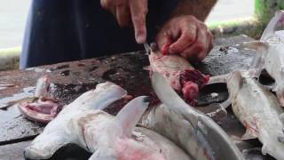 Salvador  La Libertad Marché aux poissons Poissonnier / Salvador  La Libertad Fish market