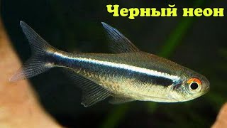Черный неон